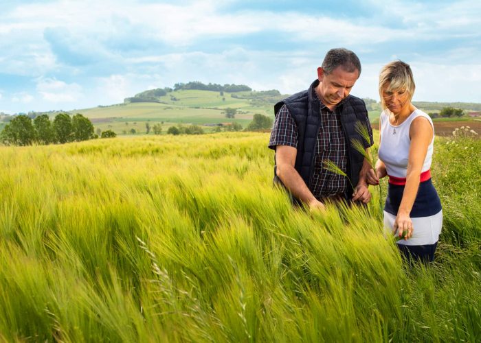 dupic Mr. and Mrs. Dupic inspect barley growing in the fields of Lorraine, France, the grain used in the production of Rozelieures French single malt whisky.