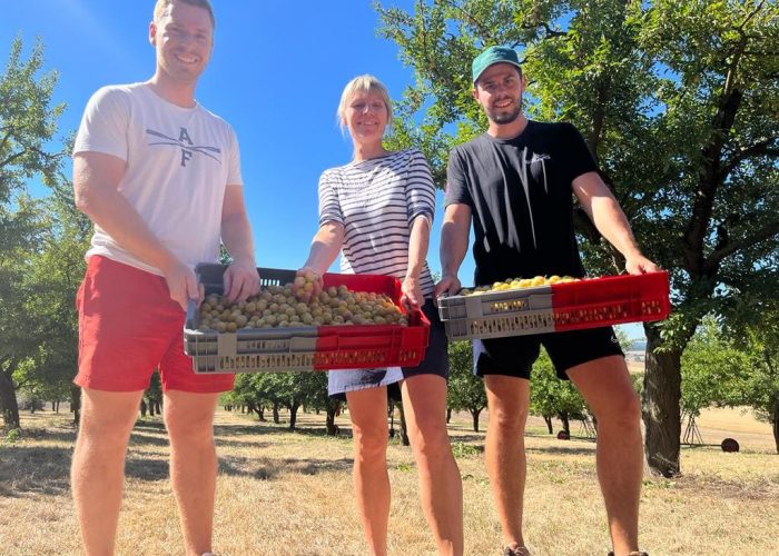 mirabelle-1 Photo of the Dupic family harvesting mirabelle plums in Rozelieures, Lorraine, France.