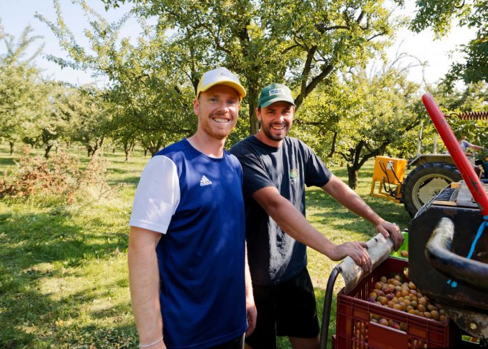 mirabelle-2 Photo of the Dupic family harvesting mirabelle plums in Rozelieures, Lorraine, France.