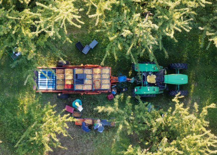 mirabelle-5 Aerial view of mirabelle plum harvest in Rozelieures, showing crates filled with fruit loaded onto a trailer among orchard trees in Lorraine, France.