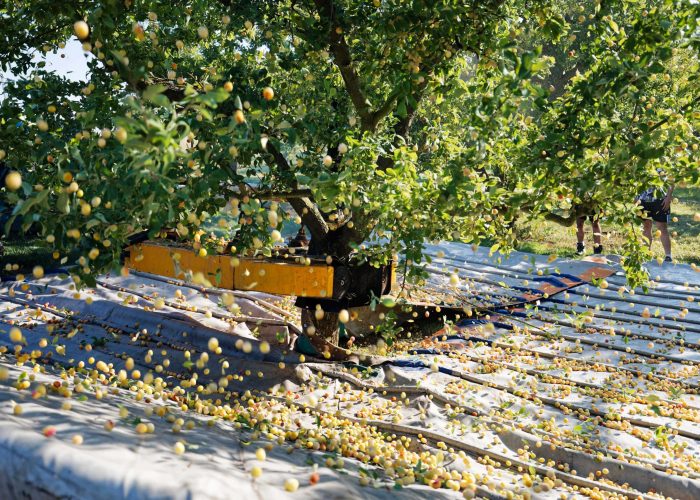 mirabelle-6 Mirabelle trees are shaken over ground tarps during harvest in Rozelieures, allowing ripe fruit to fall and be collected in the orchard.