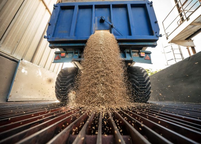 moisson-2 Malted barley is unloaded at the distillery, marking a key step in the whisky production process at Rozelieures in Lorraine, France.