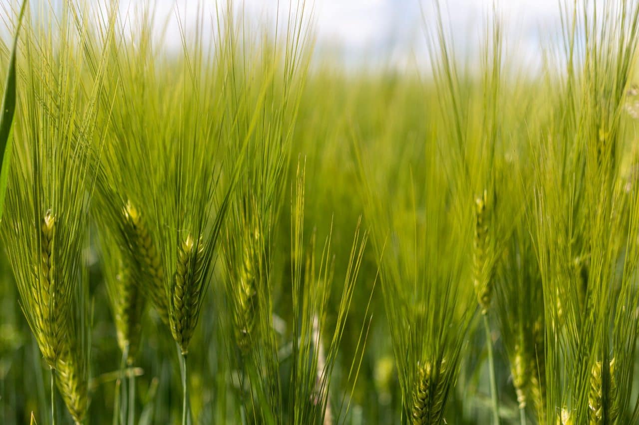 Quels sont les ingrédients du whisky? Whisky Rozelieures